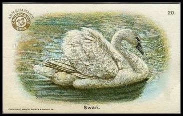 20 Swan